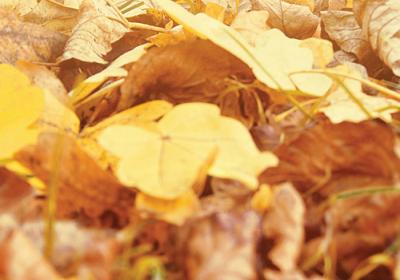 Image of fallen leaves