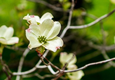 Dogwood