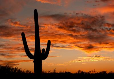 Saguaro and sunset