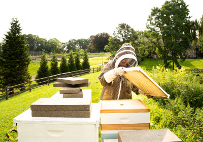 Ann Isenberg beekeeper