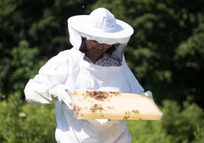 Ankitha Kannad keeping bees