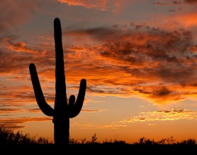 Saguaro and sunset