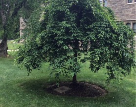 Weeping cherry Prunus subhirtella pendula), dedicated to Barbara Paul Robinson 62.