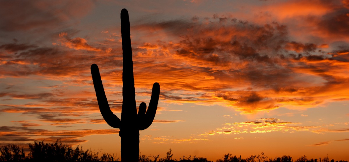 Saguaro and sunset