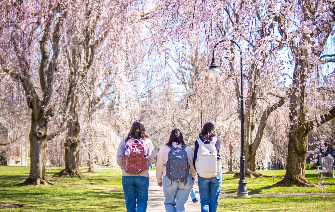 Three Students Walking Among Cherry Blossoms