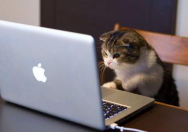 A tabby cat sits in front of a computer. 