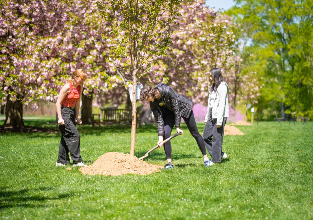 Sustainability - Greening - Tree Planting
