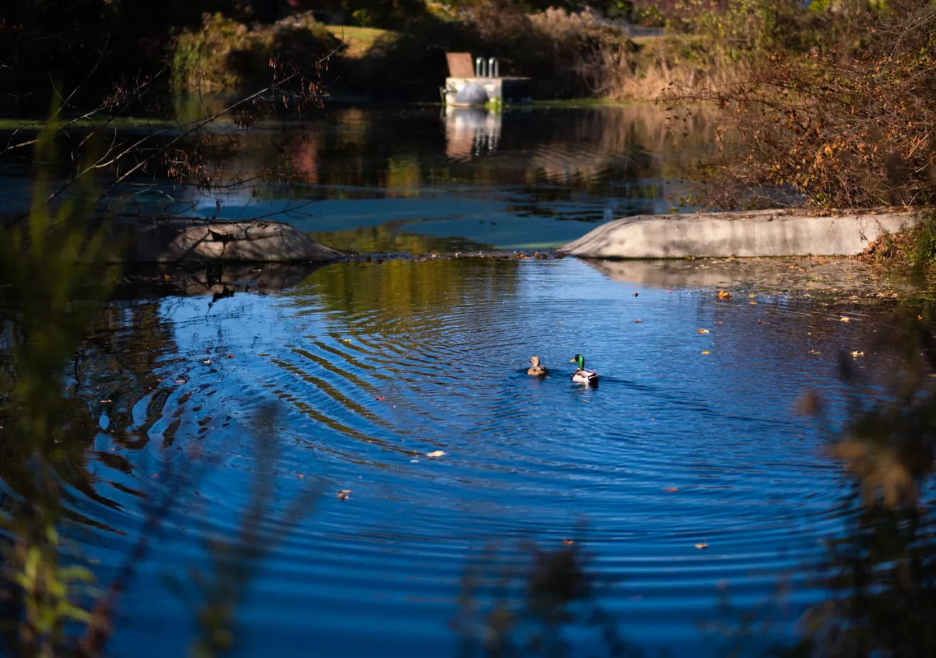 Ducks swimming in pond