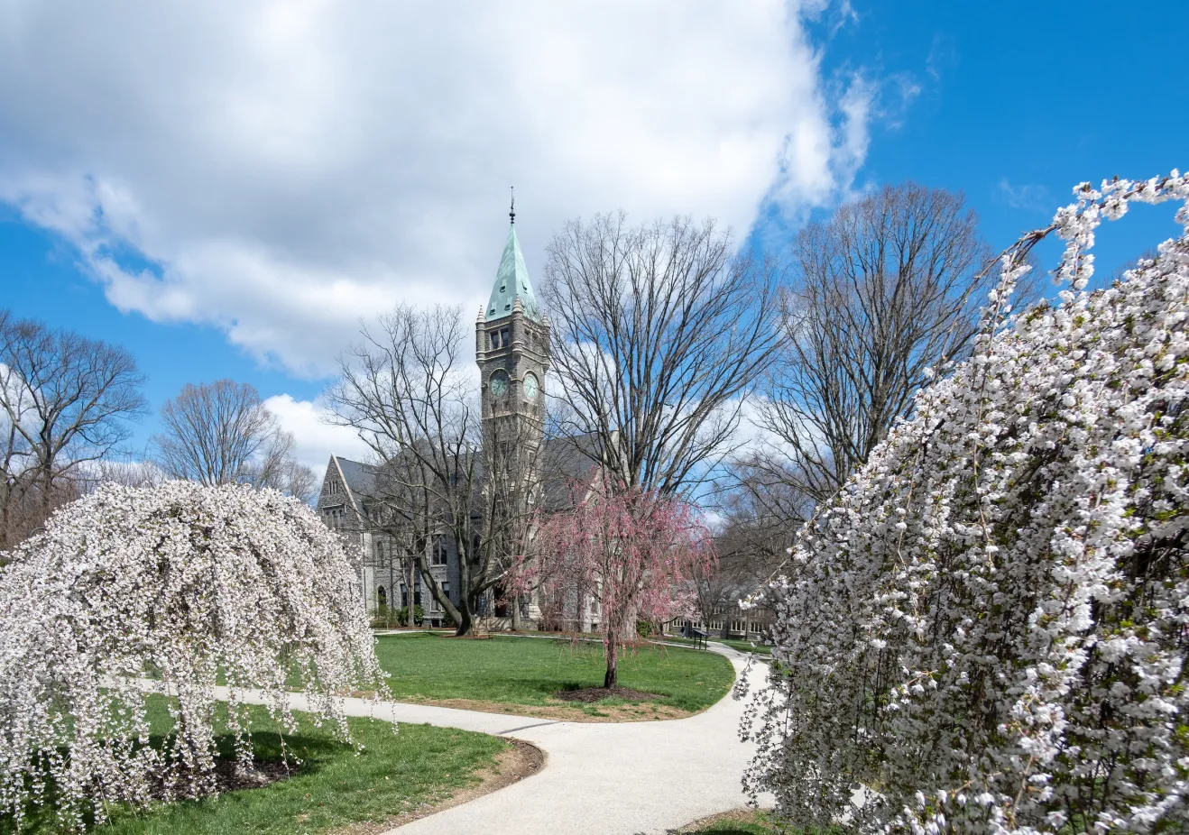 Taylor Hall Cherry Blossoms