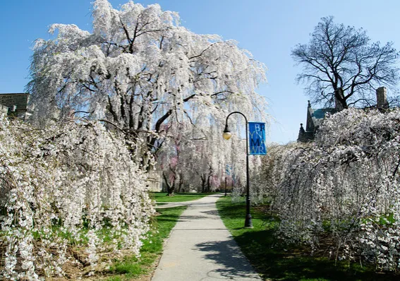 BMC cherry trees