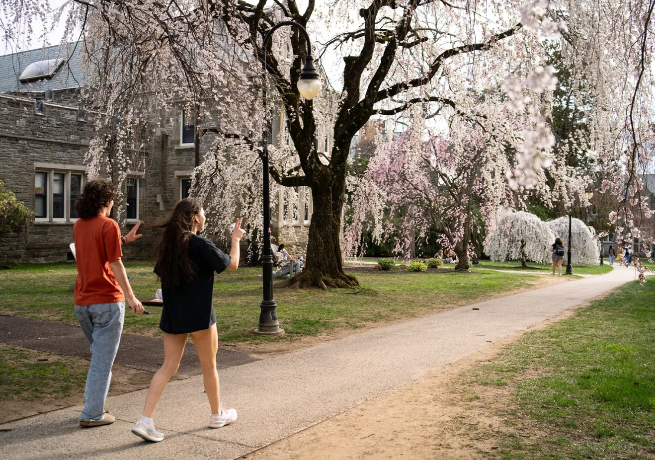 Two students walking among the cherry blossoms