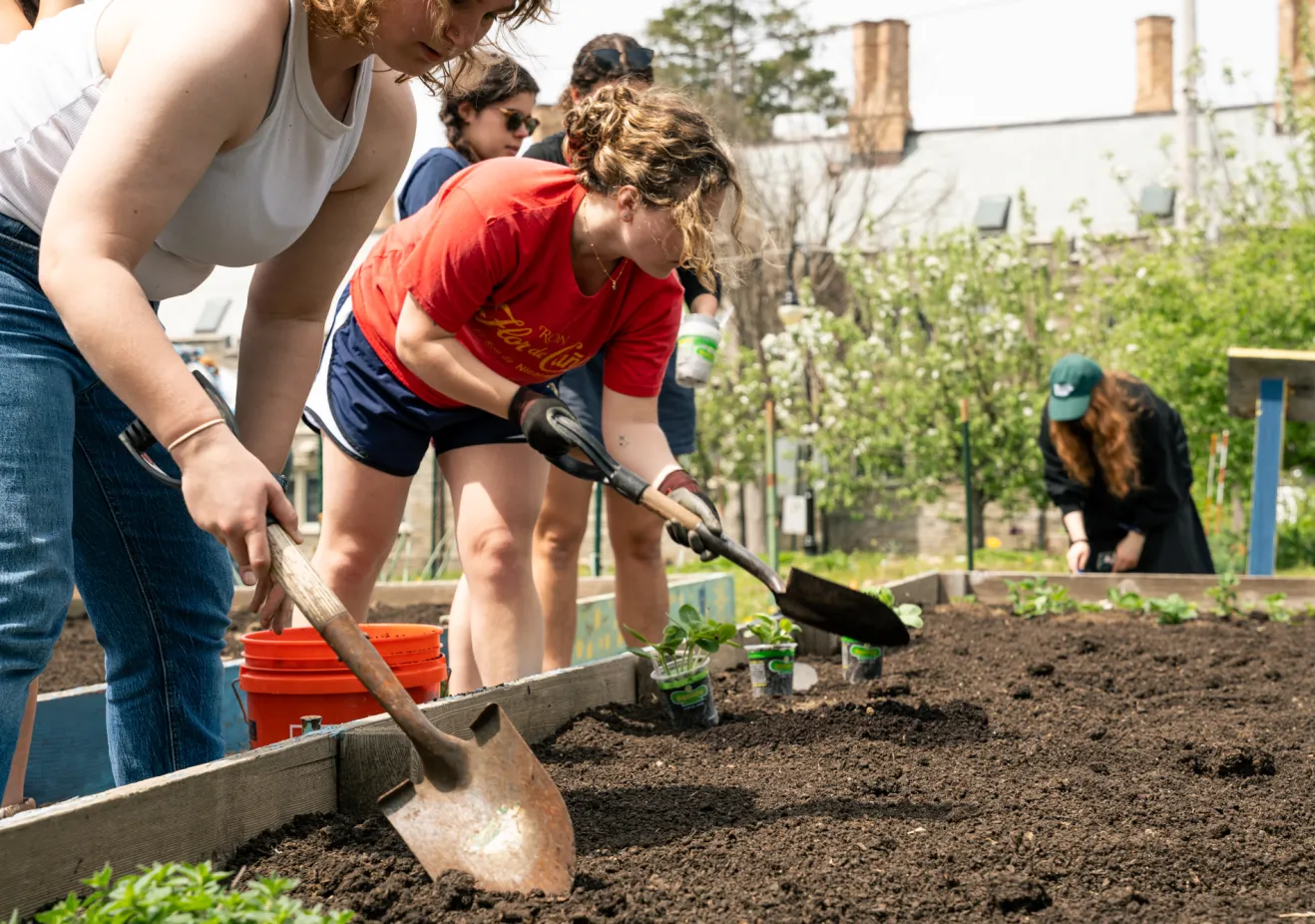 Community Garden Planting