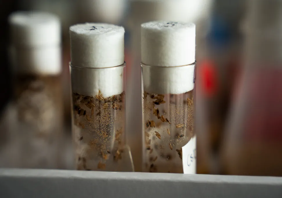 test tubes