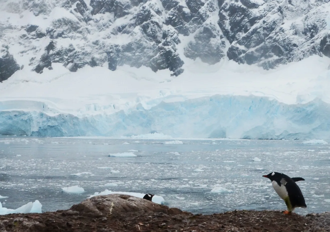 Penguins on a glacier in Antarctica