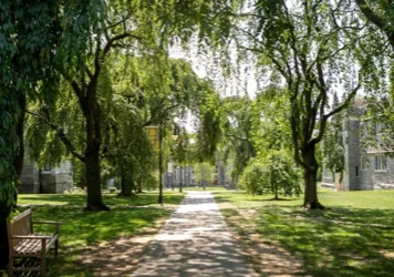 Pathway on campus lined with trees