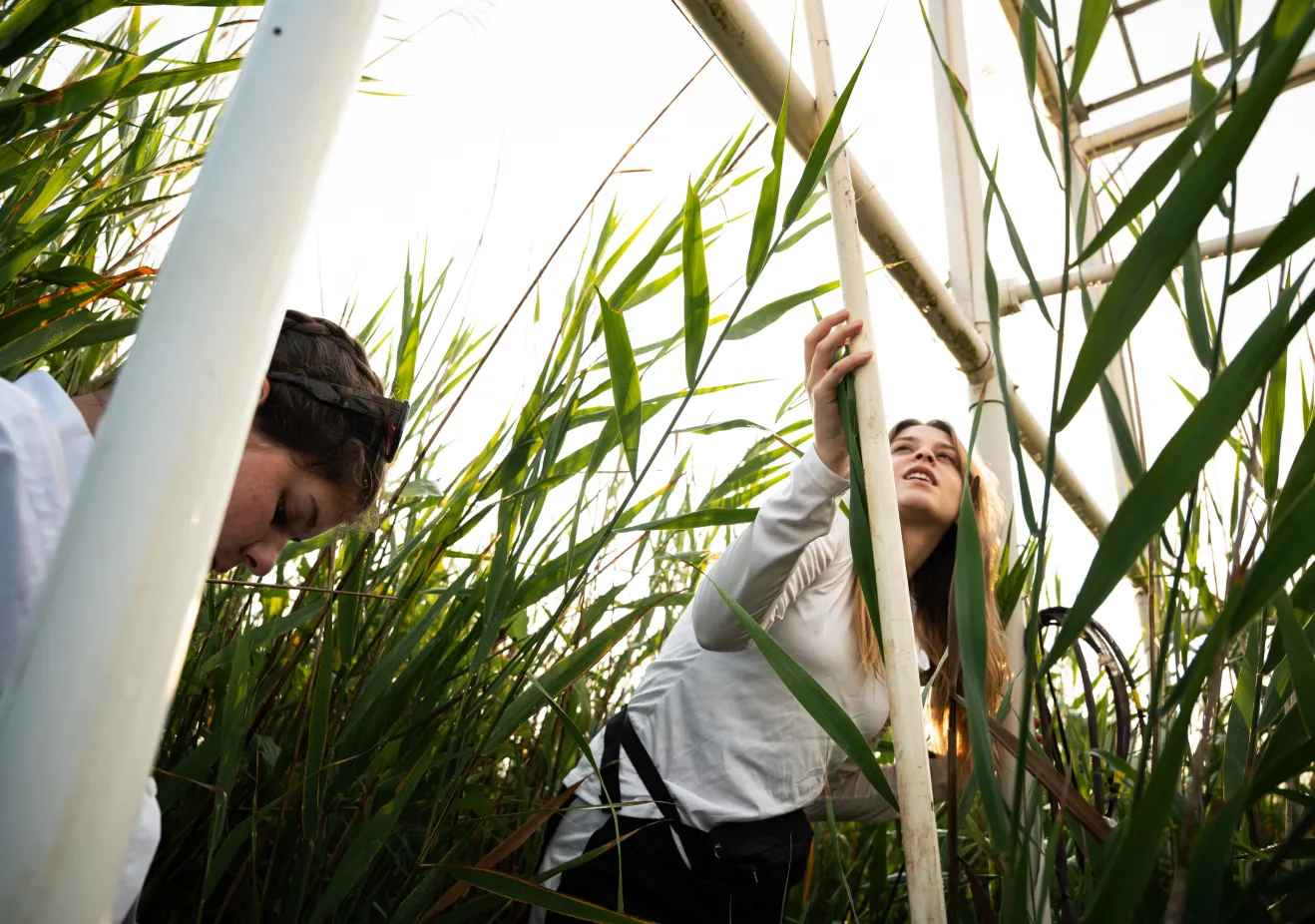 students working in the field