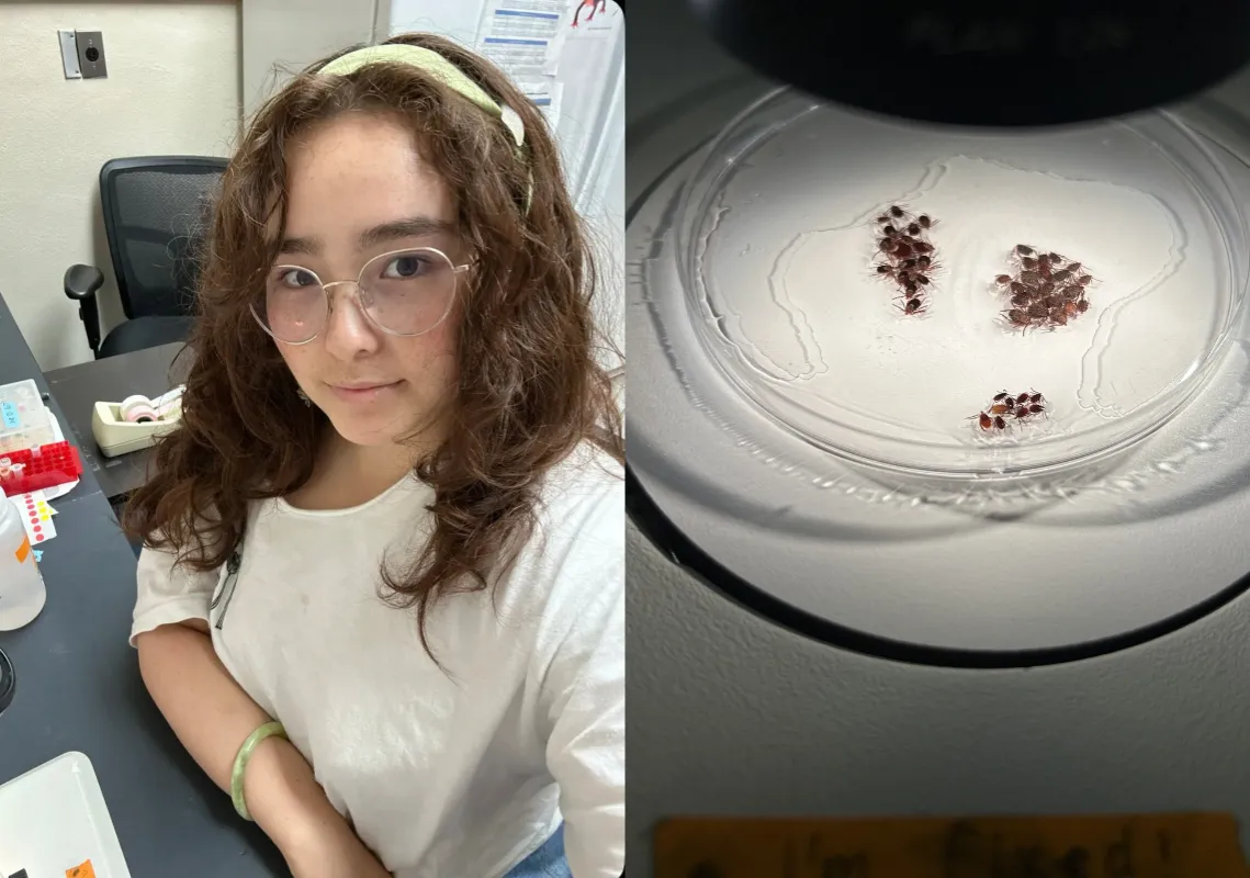 Hope at her desk side by side with ticks under a microscope