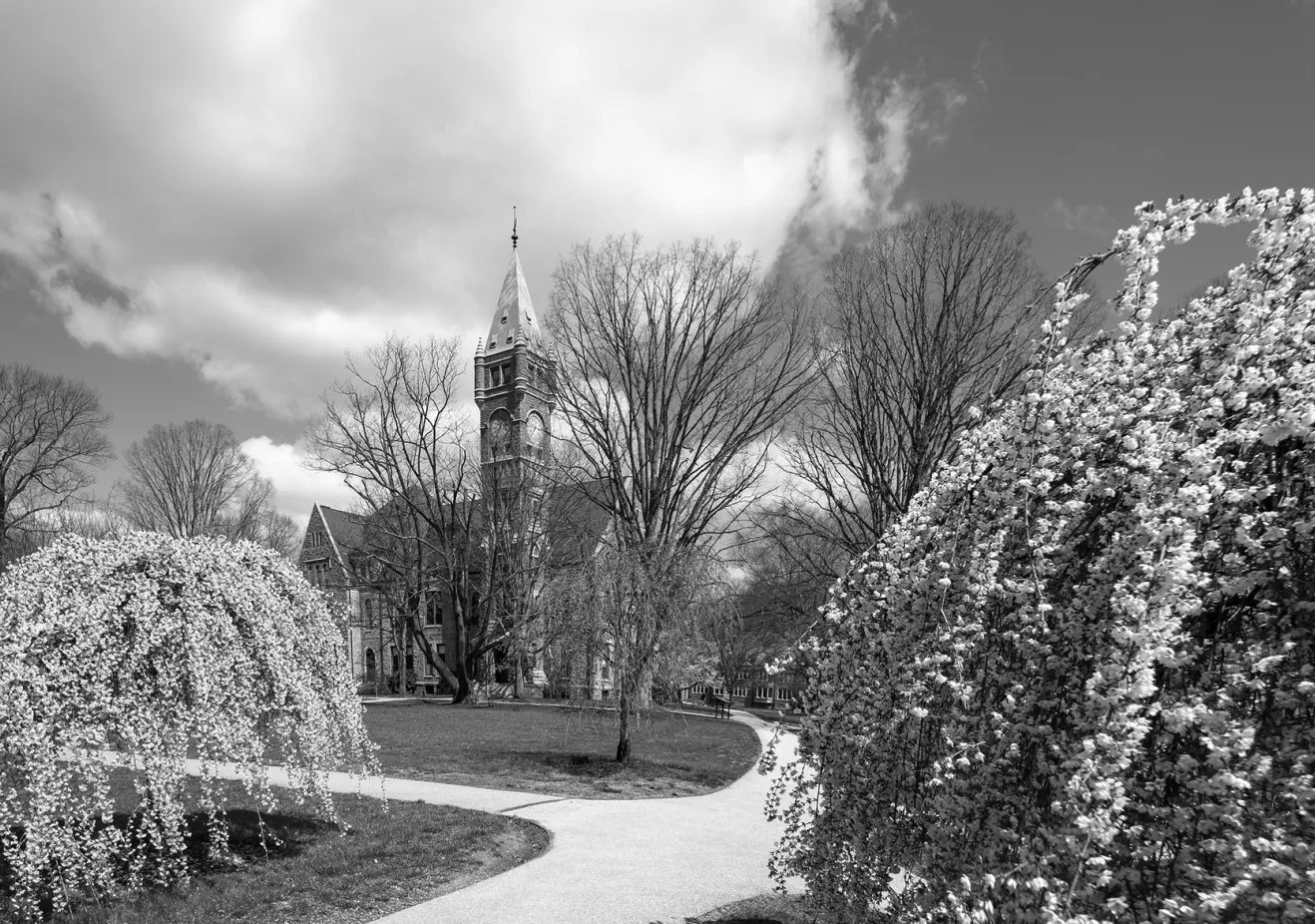 Provost-BW-Taylor Hall Cherry Blossoms