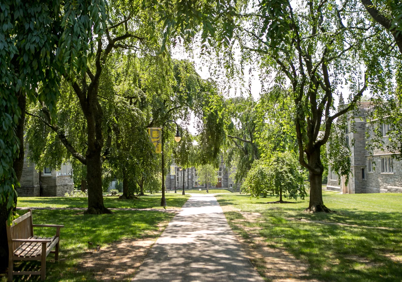 Cherry trees on campus
