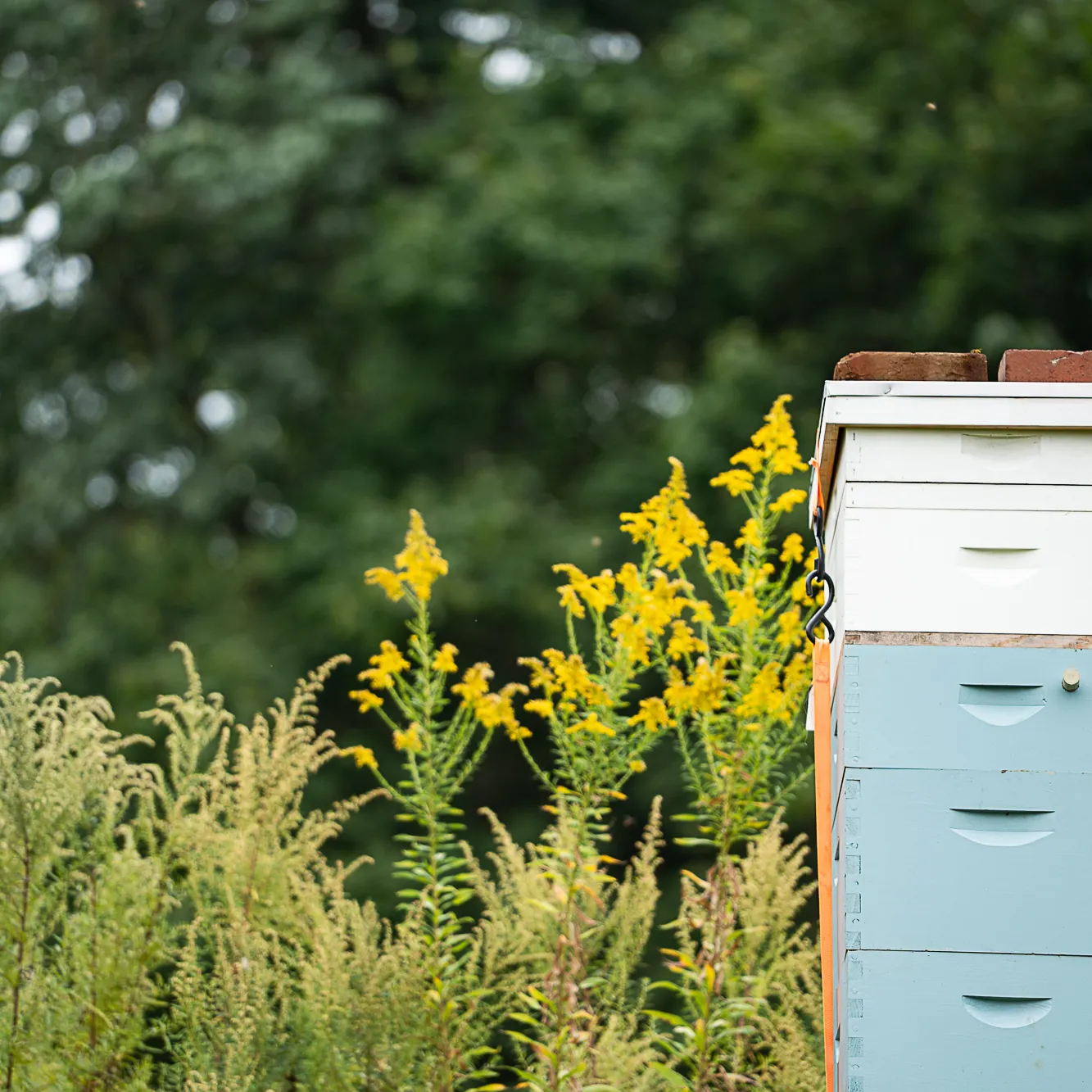 Bee Box by Lake Vickers