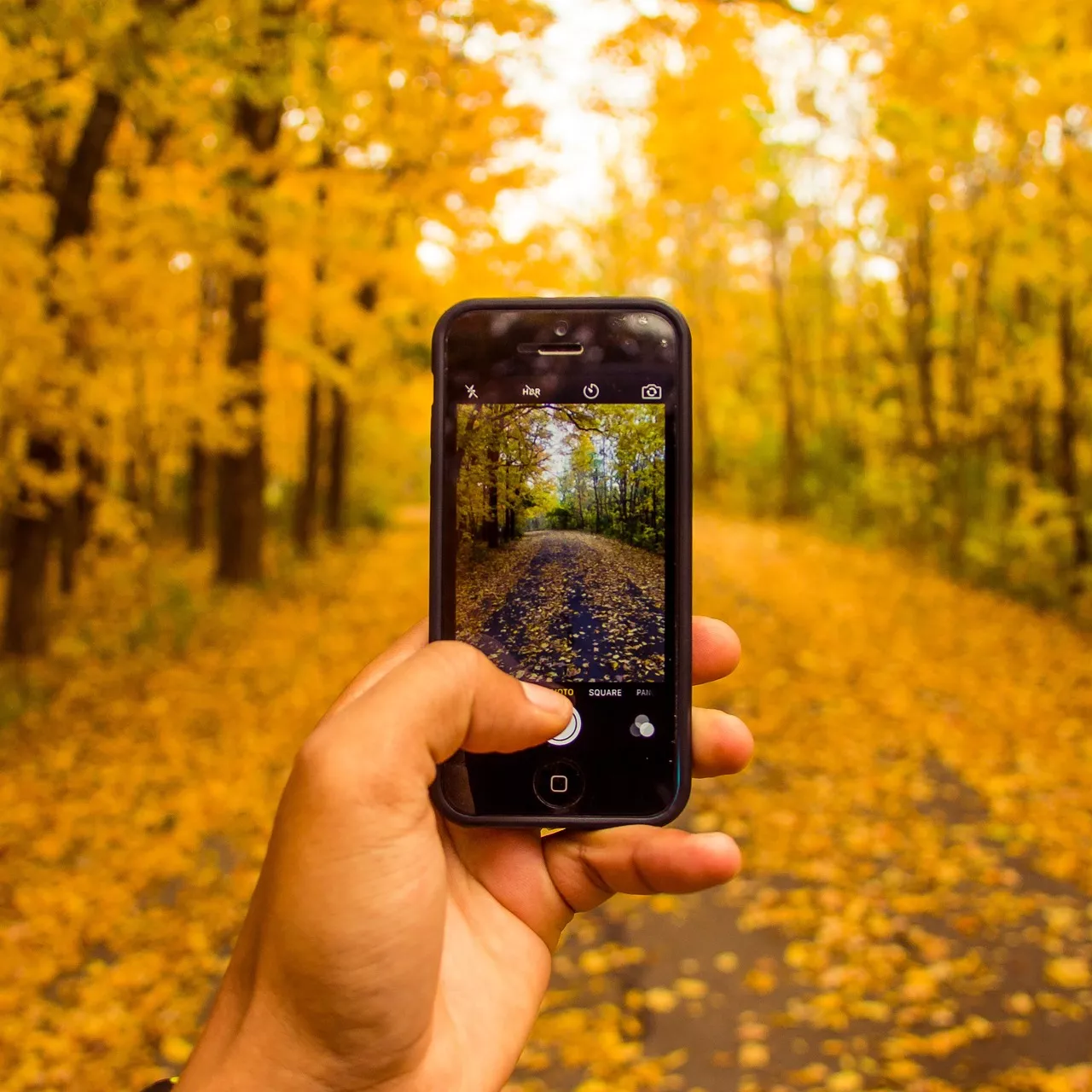 Phone taking pictures of fall woods