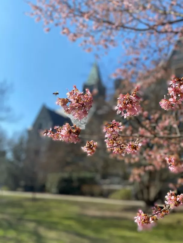 Pink Flowers Campus Beauty