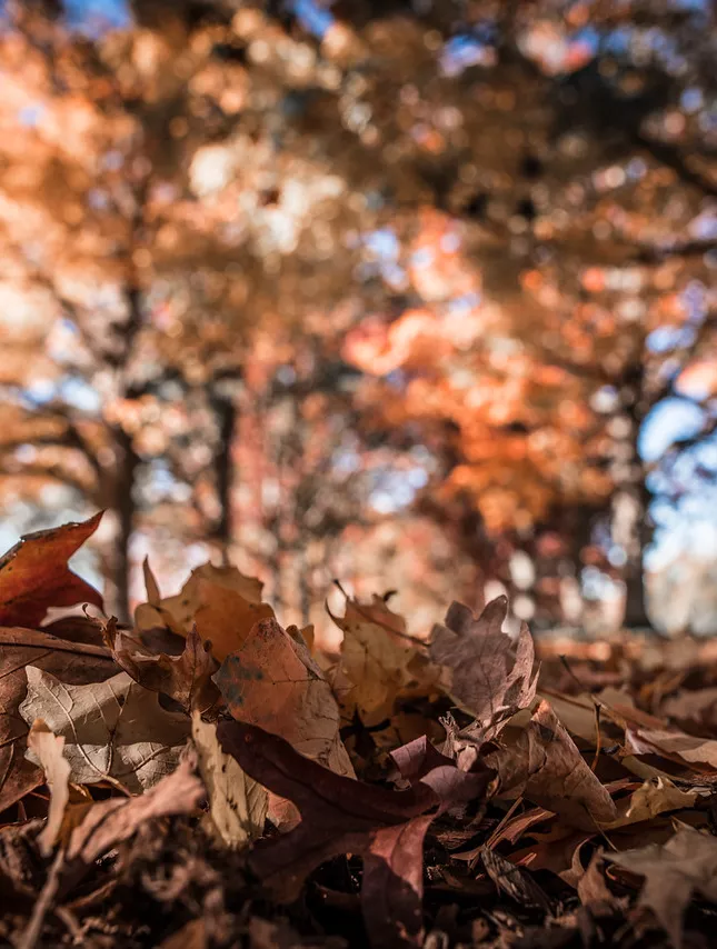 autumn leaves