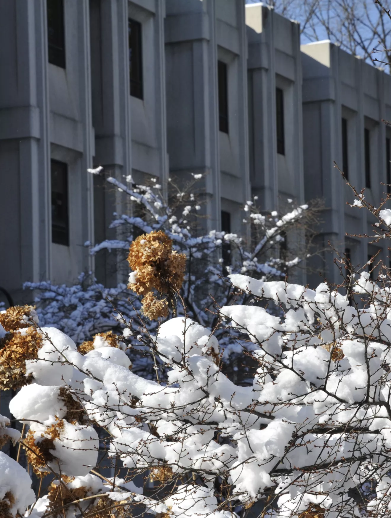 Canaday Library in the snow.