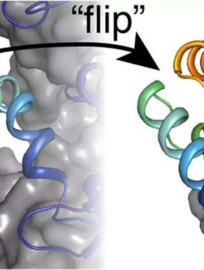 A demonstration of the flip of an HGMR enzyme