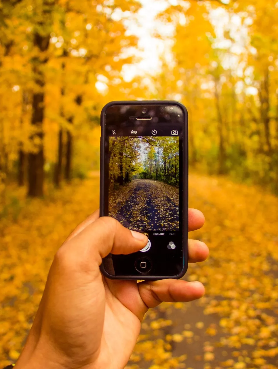 Phone taking pictures of fall woods