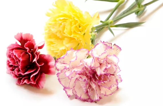 Carnations