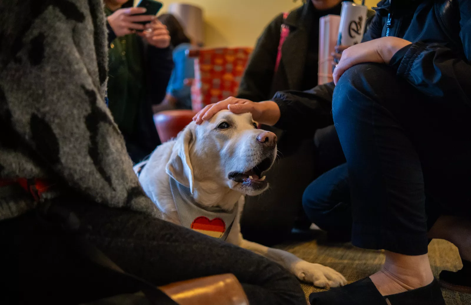 Comfort Caring Canines