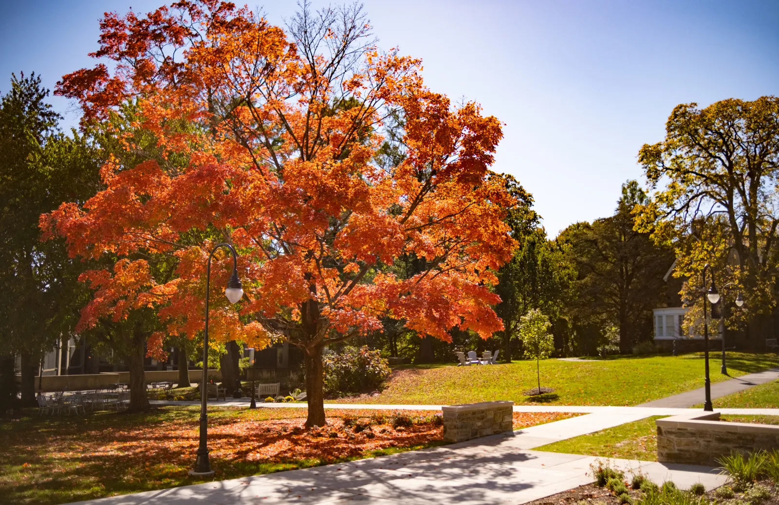Orange tree on campus