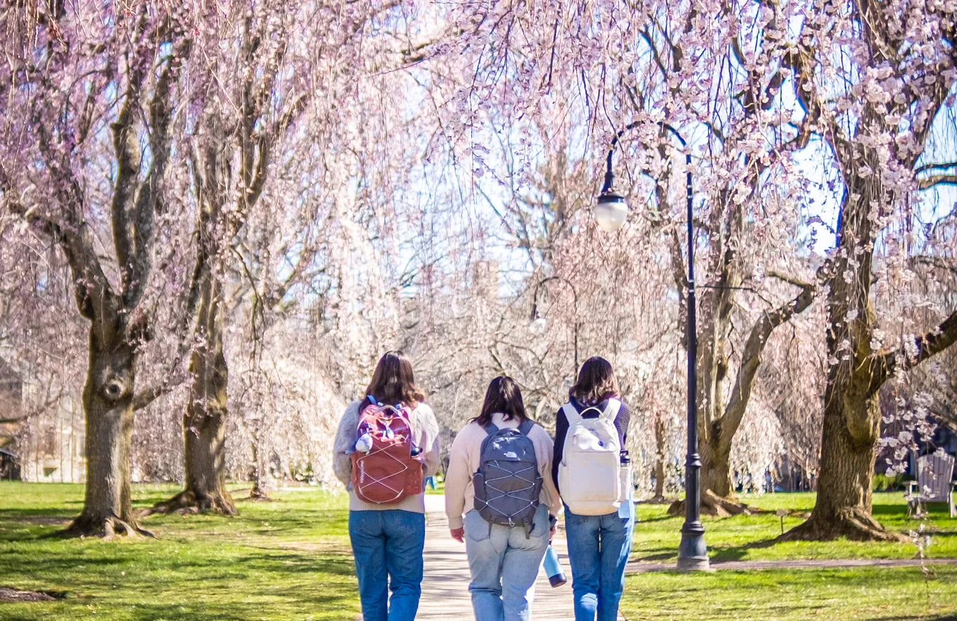 Three Students Walking Among Cherry Blossoms