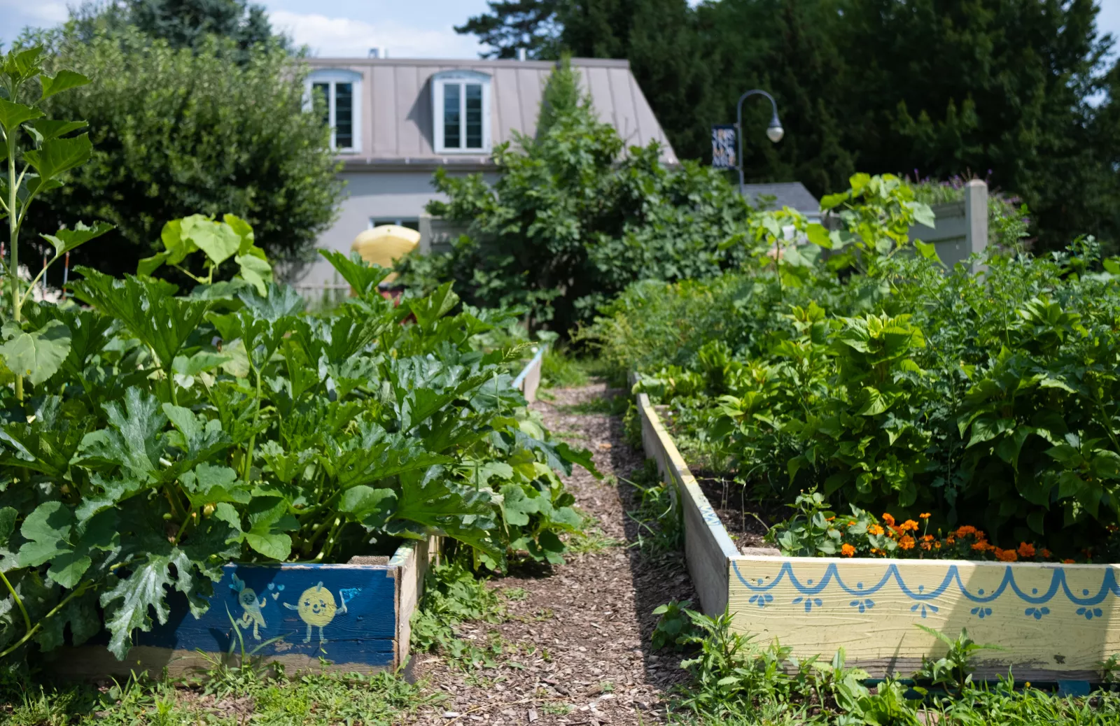 Garden with green plants 
