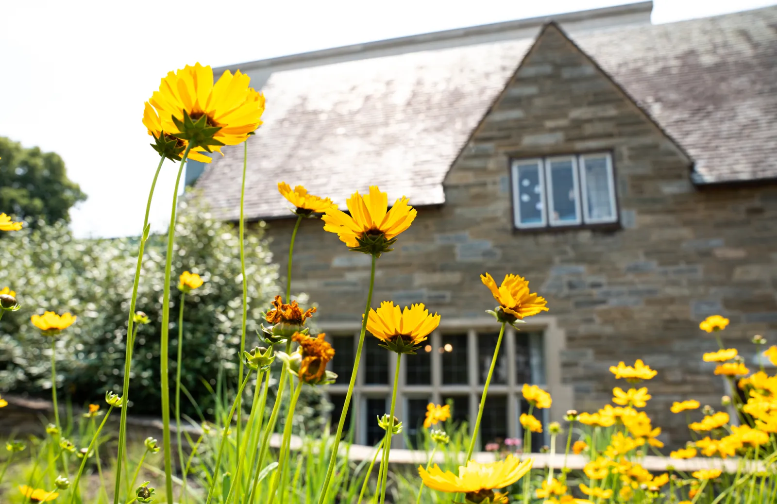 Flowers in front of Goodhart