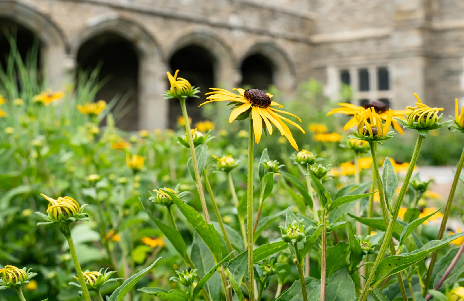 Event Image Placeholder - Default Image 26