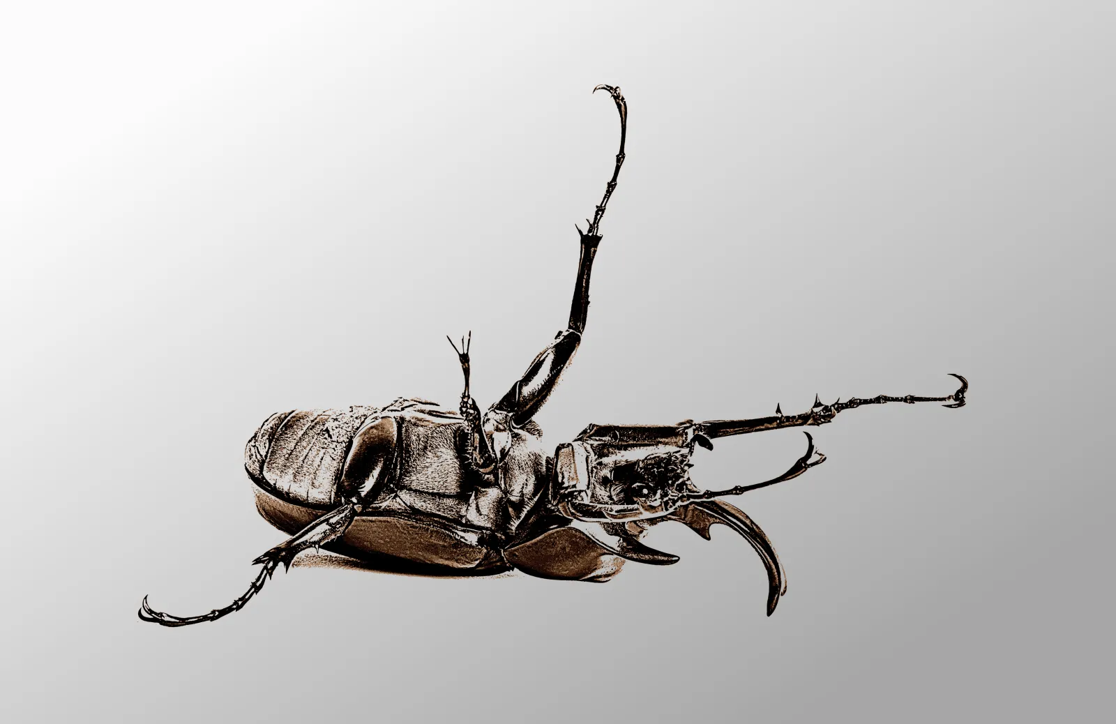 Metamorphosis Placeholder