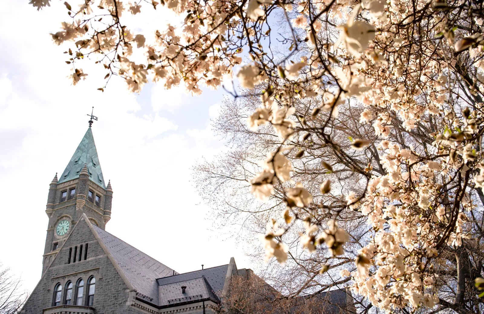 Spring Apple blossom Taylor