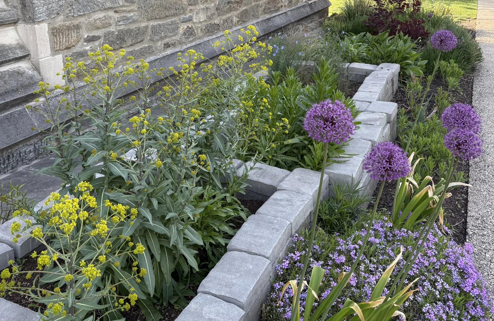 flowers and dye plants in garden
