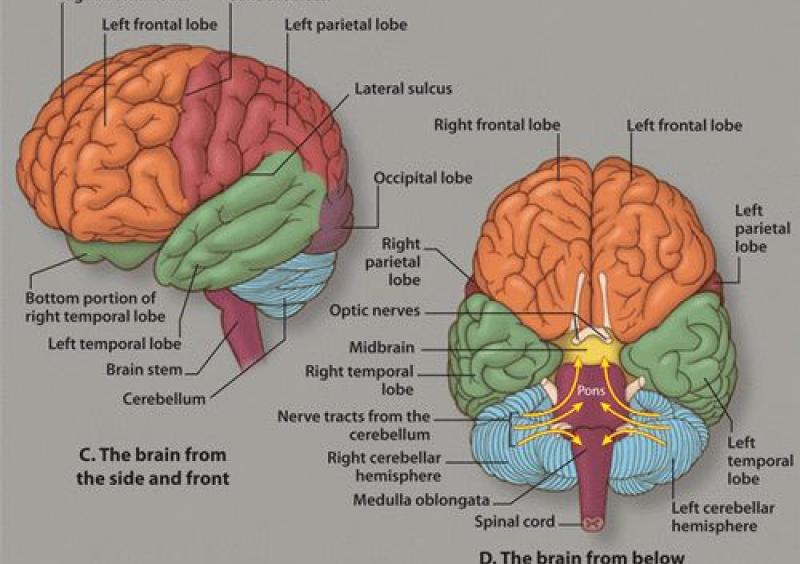 Diagram of a human brain
