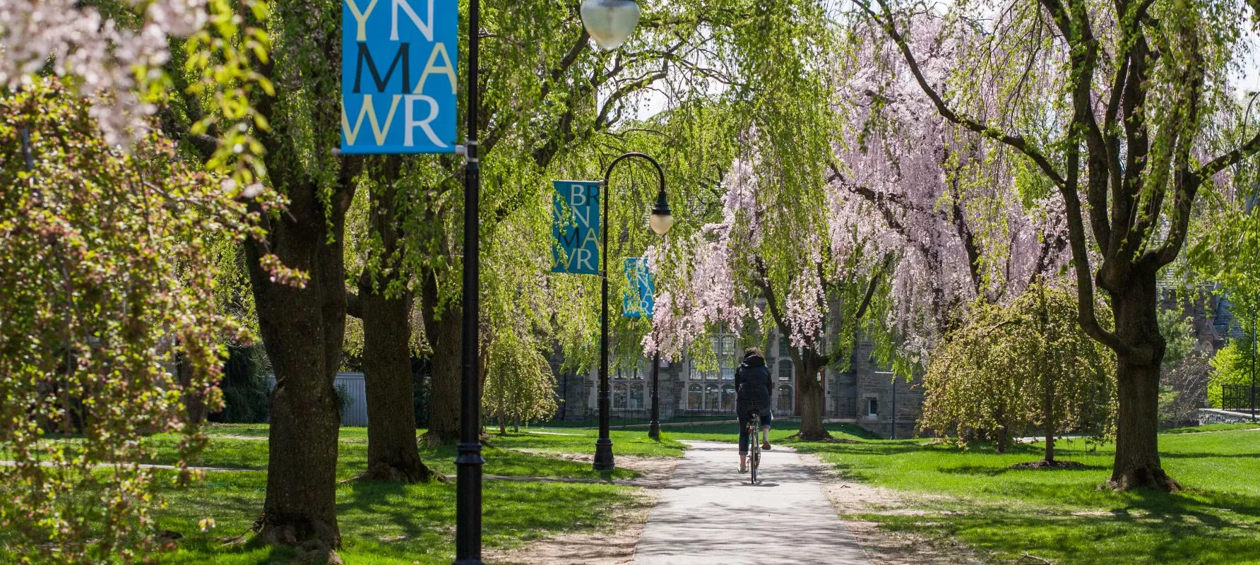 trees lining a path with a bicyclist