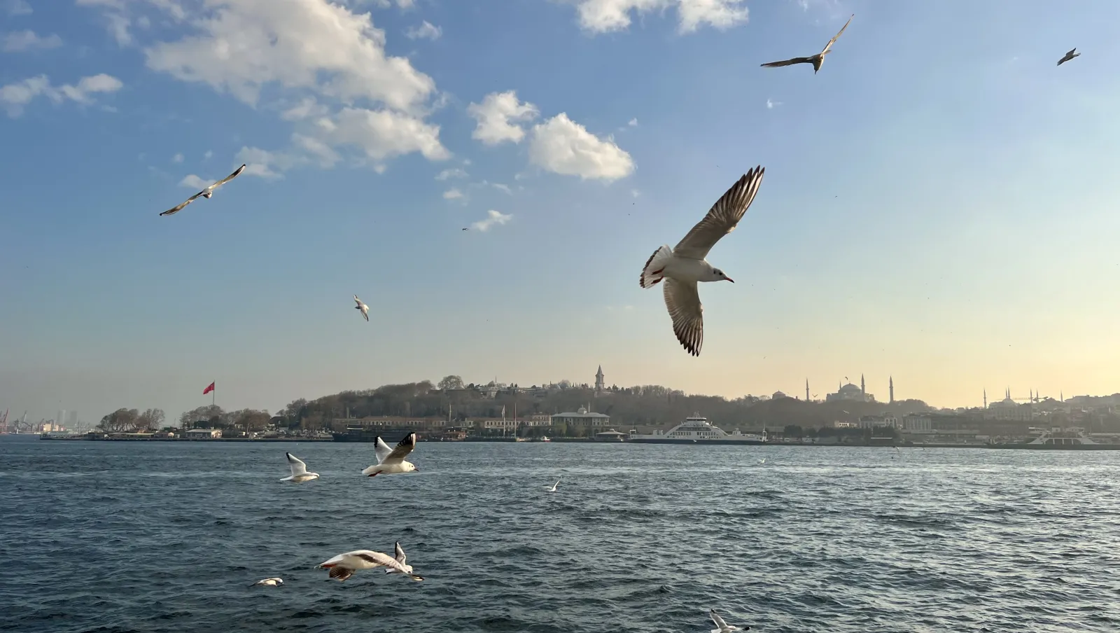 an image of seagulls flying over the Bosphorus river at sunset in Turkey