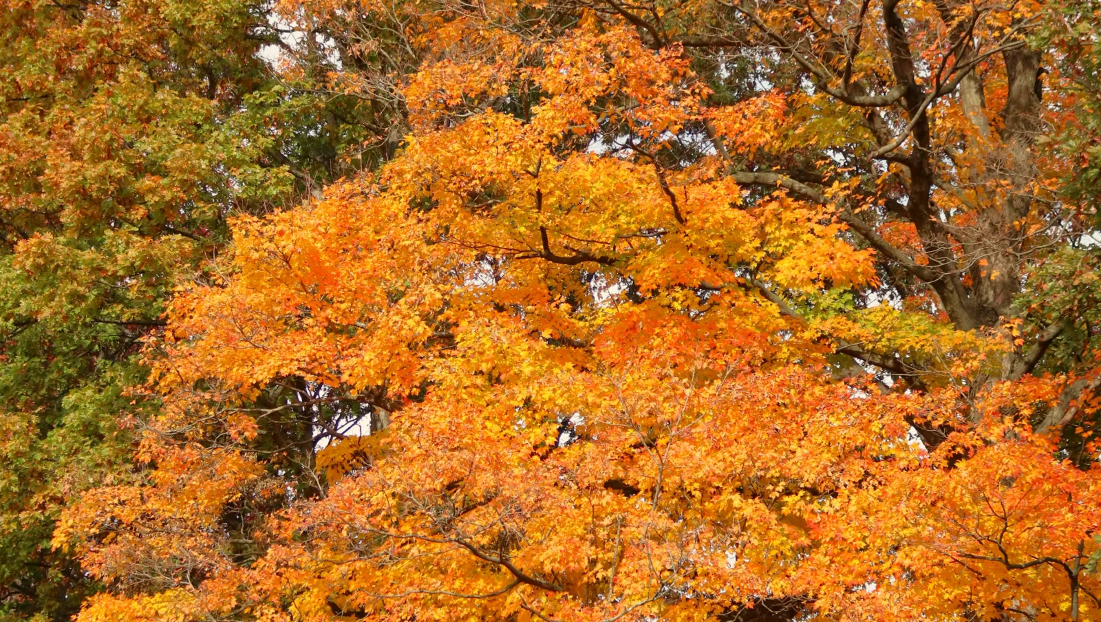 bright fall leaves on Bryn Mawr's campus