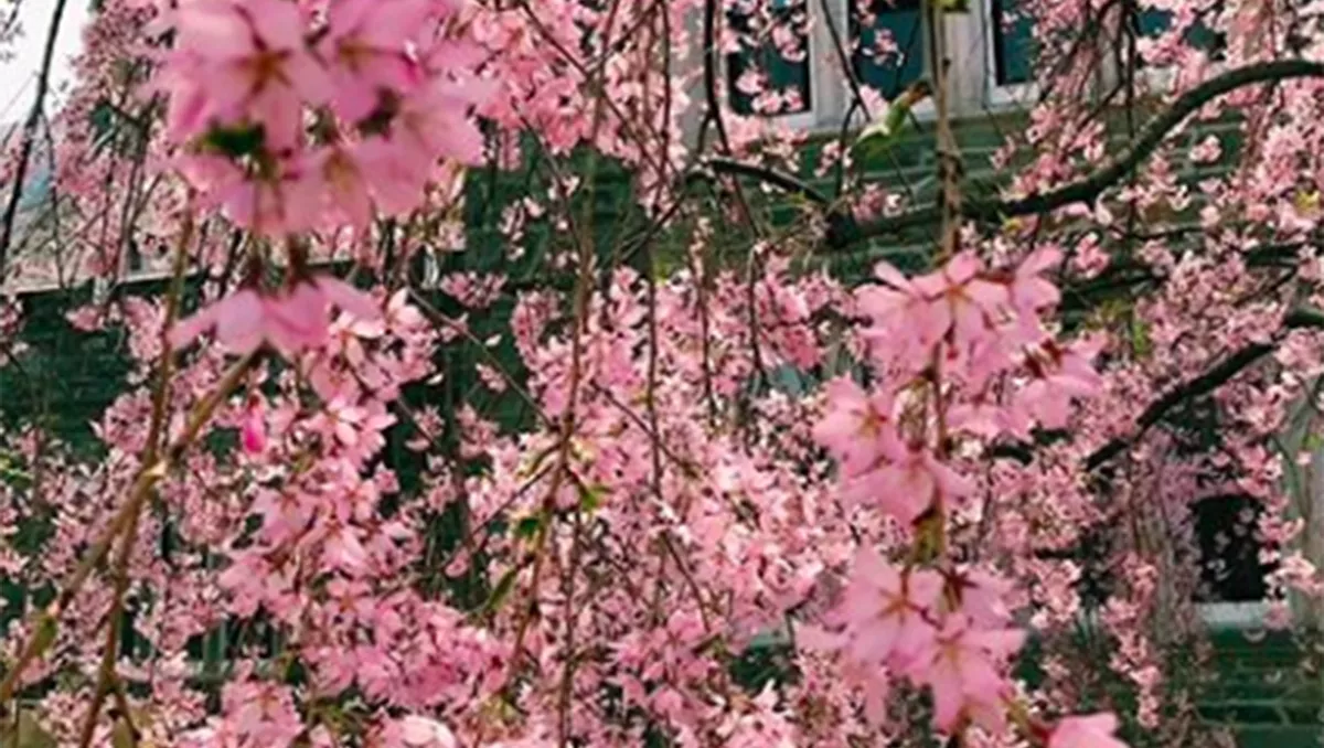Flowers in a tree