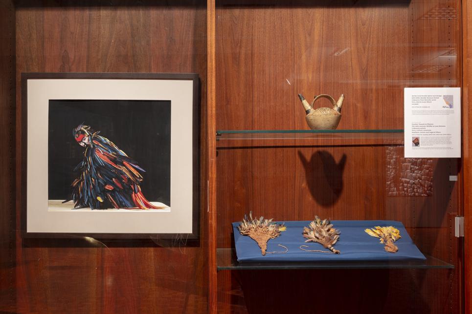View of Parrot with artifacts, Not At Home exhibition