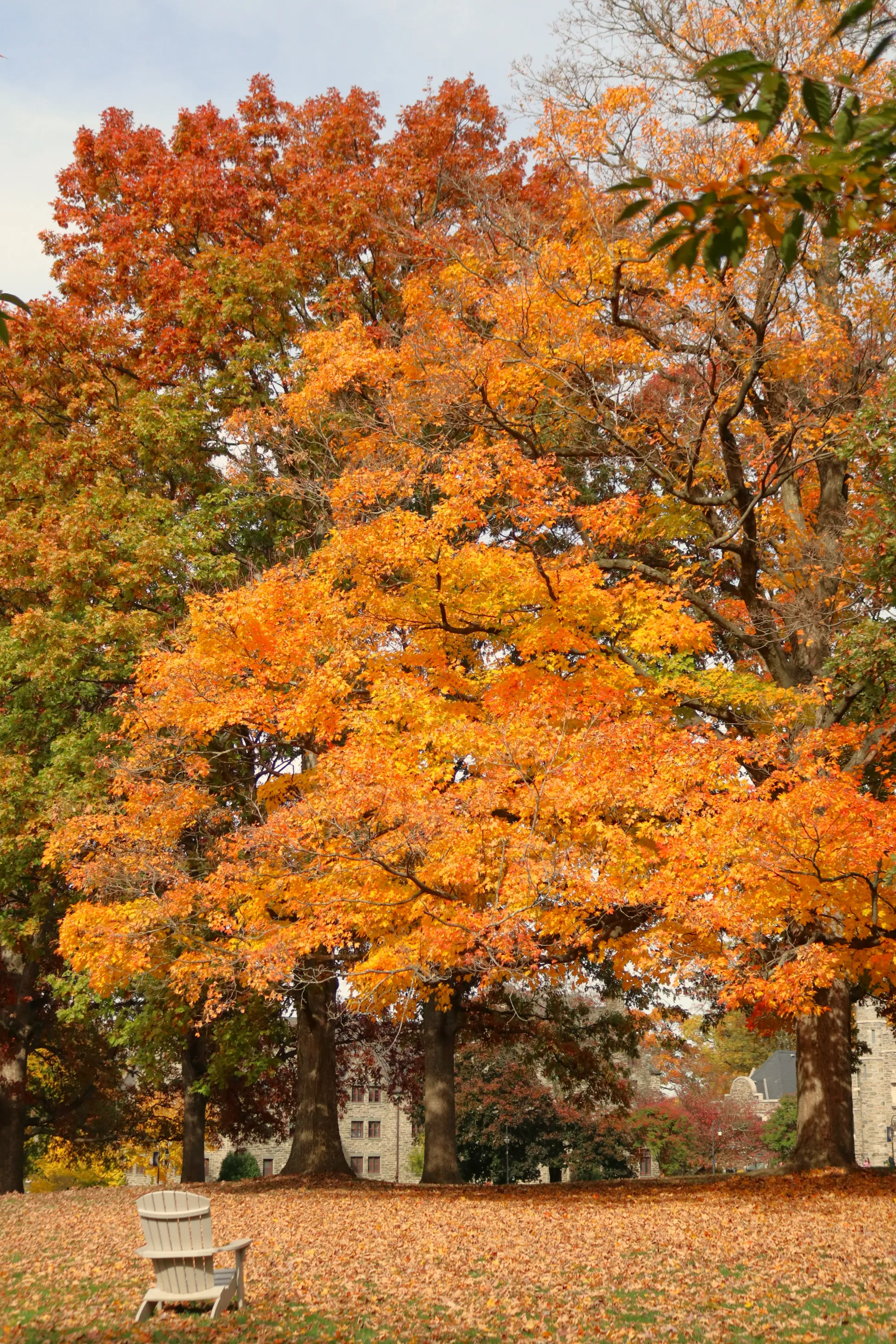 bright fall leaves on Bryn Mawr's campus