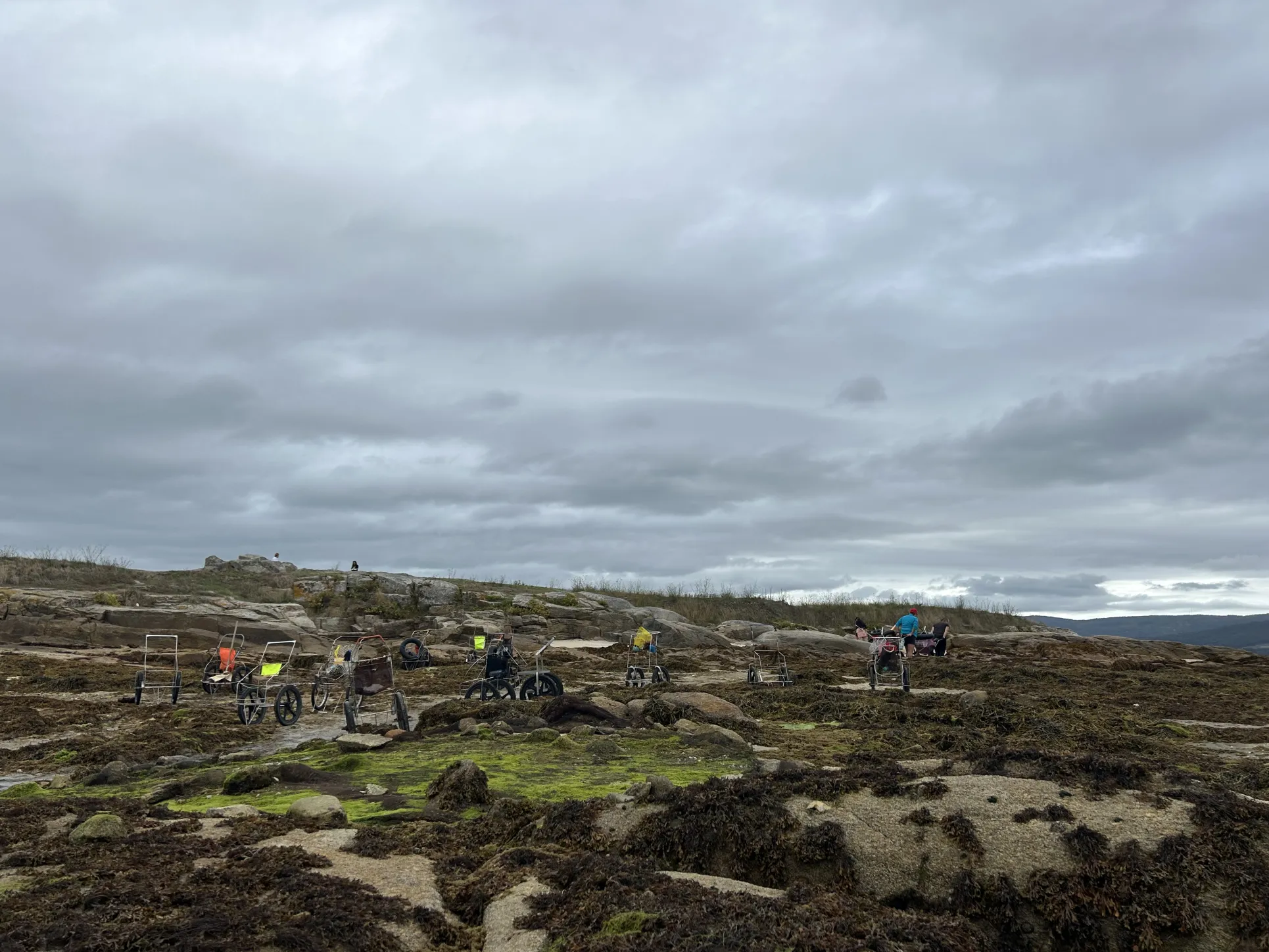 people collecting shellfish on a mossy beach in Spain