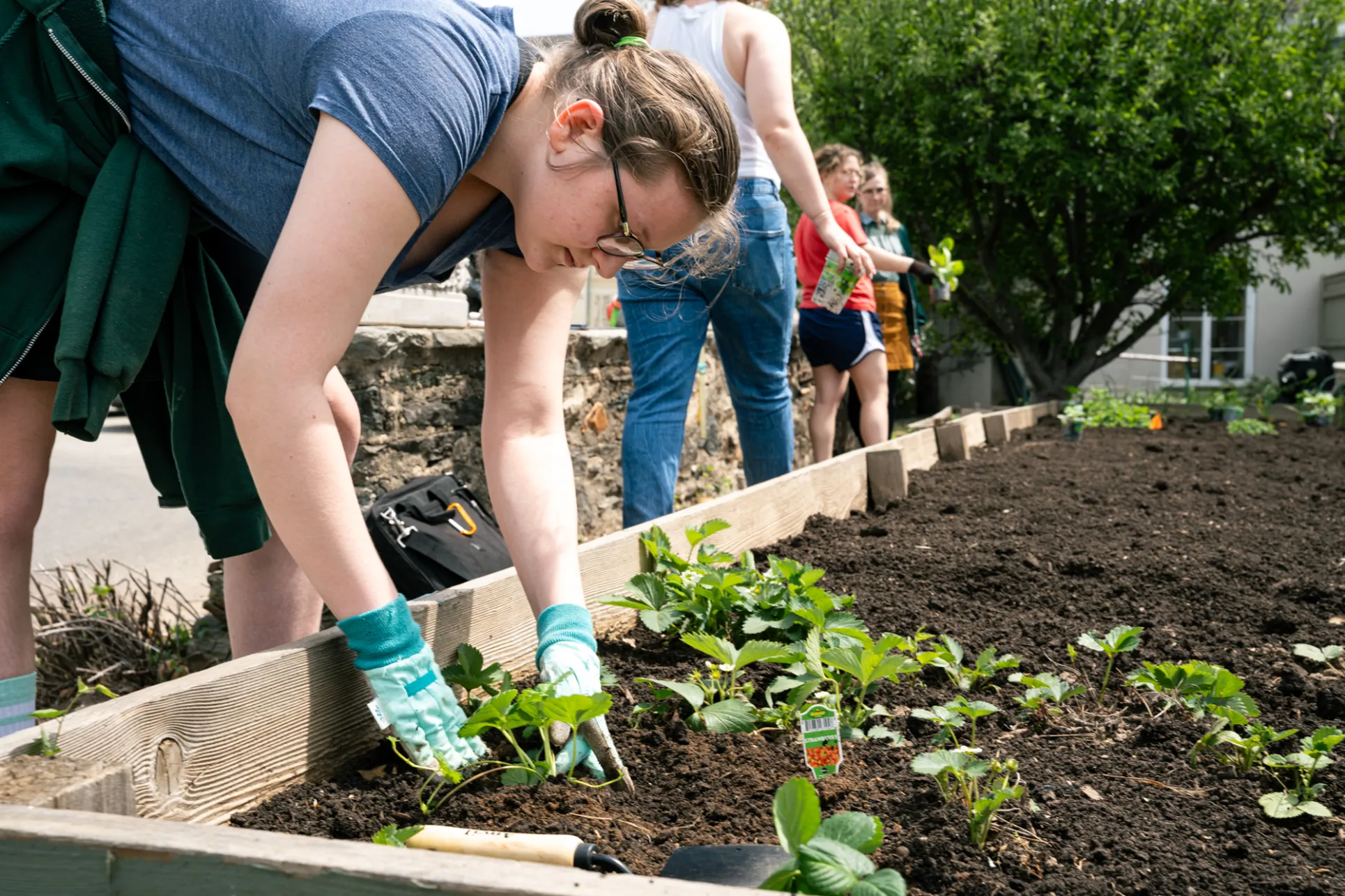 A student plants in a raised bed garden