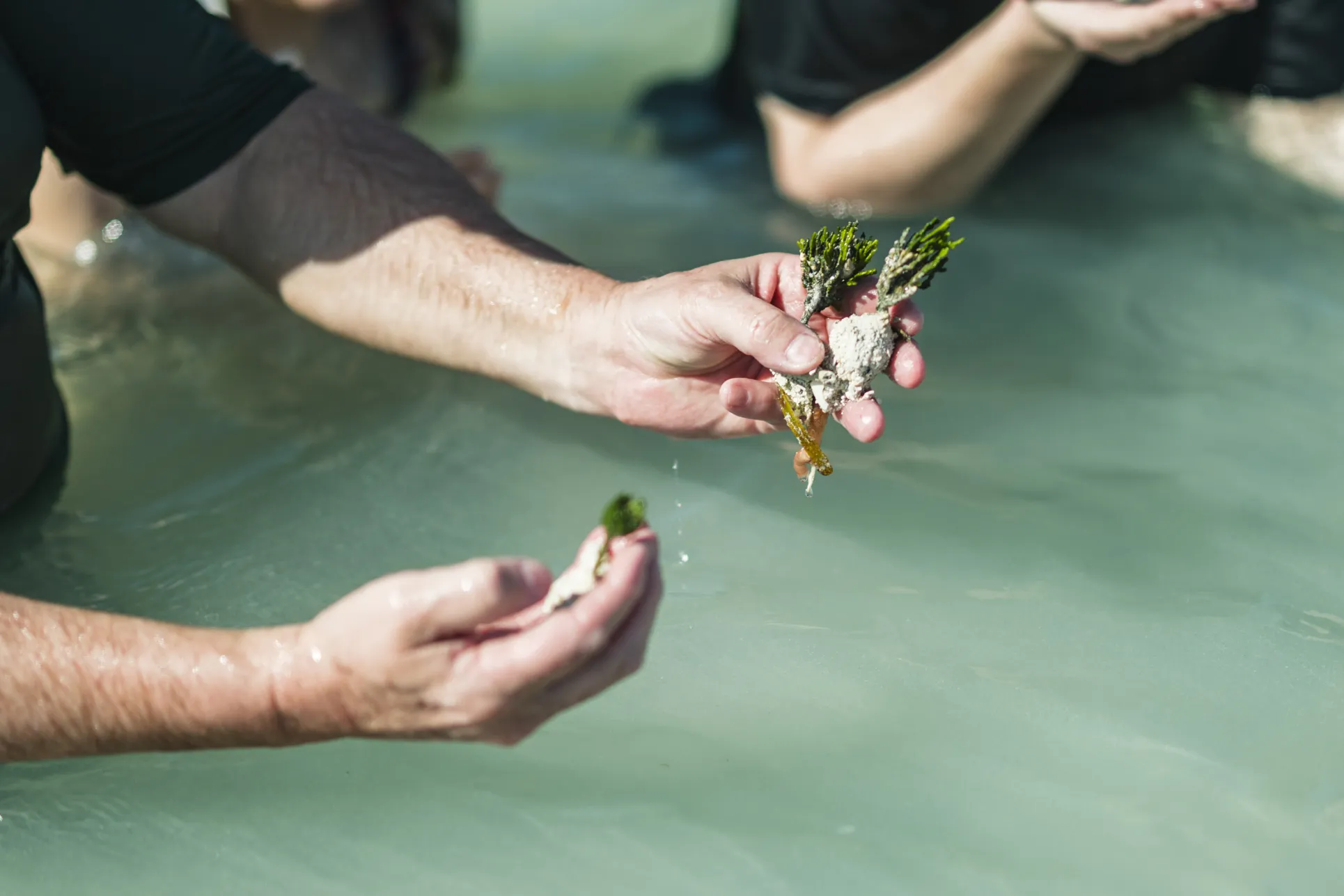 Two hands with hairy arms hold coral specimens above the water